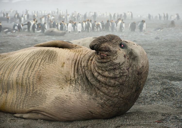 Southern elephant seal Southern elephant seal TravelWild Expeditions