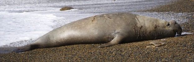 Southern elephant seal Southern Elephant Seal Seal Facts and Information