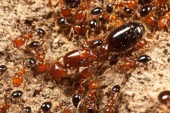 Southern fire ant Southern Fire Ants Solenopsis xyloni BugGuideNet