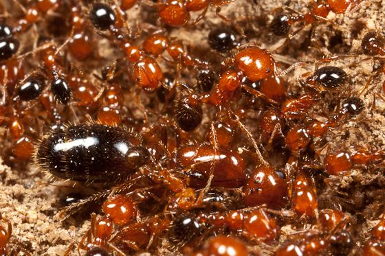 Southern fire ant Southern Fire Ants Solenopsis xyloni BugGuideNet