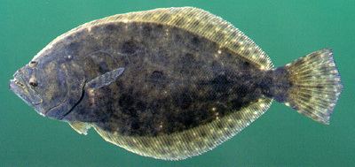 Southern flounder Lefteye Flounder Outdoor Alabama