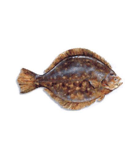 Southern flounder Southern Flounder Picture Description and Information