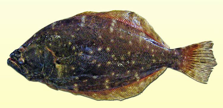 Southern flounder Southern flounder and gulf flounder flounders of the Mississippi