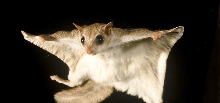 Southern flying squirrel Southern Flying Squirrels The Most Common Rodent You39ve Never Seen