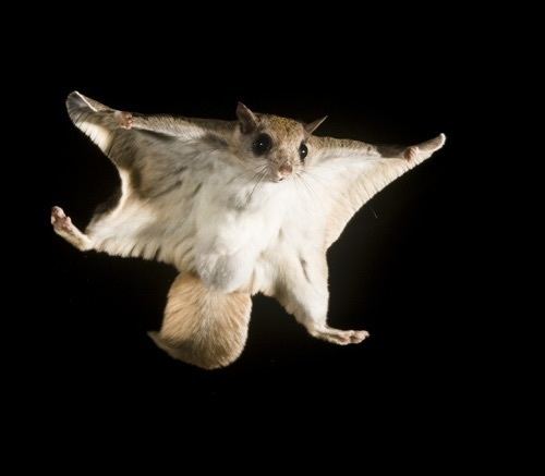 Southern flying squirrel 17 images about Southern Flying Squirrels on Pinterest Walking