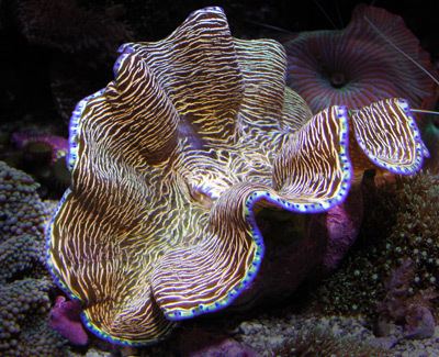 Southern giant clam wwwsaltwatersmartscomwpcontentuploads201511