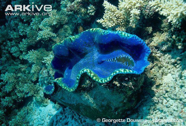 Southern giant clam Southern giant clam videos photos and facts Tridacna derasa ARKive