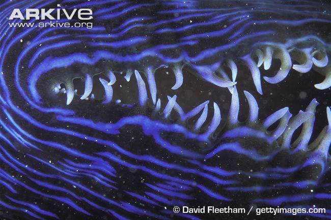Southern giant clam Southern giant clam photo Tridacna derasa G2096 ARKive