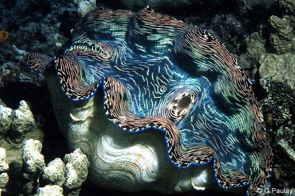 Southern giant clam Cook Islands Biodiversity Tridacna derasa Southern Giantclam