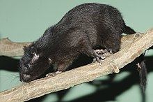 Southern giant slender-tailed cloud rat httpsuploadwikimediaorgwikipediacommonsthu