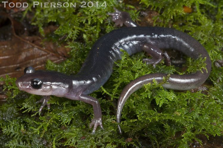 Southern gray-cheeked salamander httpsc1staticflickrcom4385014471044796c82