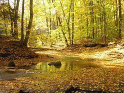 Southern Great Lakes forests httpsuploadwikimediaorgwikipediacommonsthu