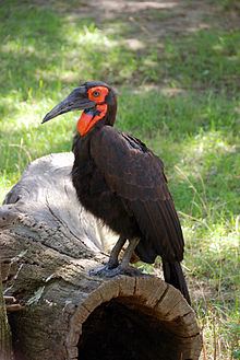 Southern ground hornbill httpsuploadwikimediaorgwikipediacommonsthu