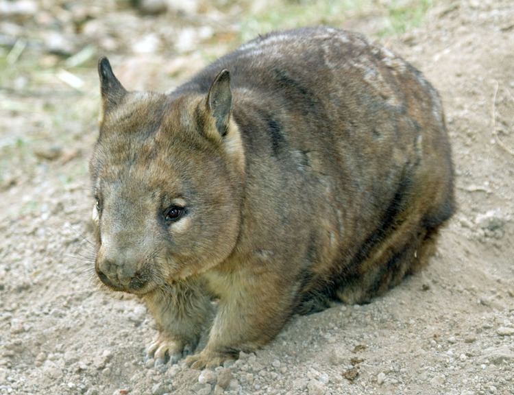 Southern hairy-nosed wombat Lasiorhinus latifrons Southern hairynosed wombat captive Brisbane Australia2929 low resjpg