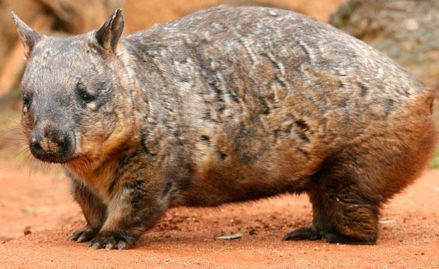 Southern hairy-nosed wombat Southern Hairynosed Wombat Zoos Victoria