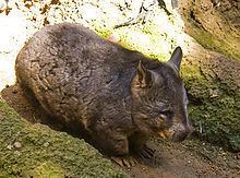 Southern hairy-nosed wombat httpsuploadwikimediaorgwikipediacommonsthu