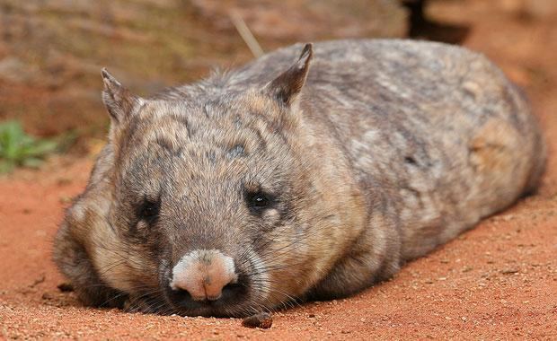 Southern hairy-nosed wombat Southern Hairynosed Wombat Zoos Victoria