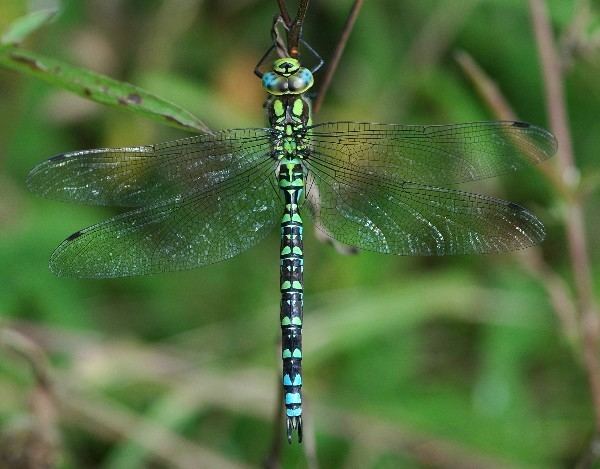 Southern hawker dragonflies
