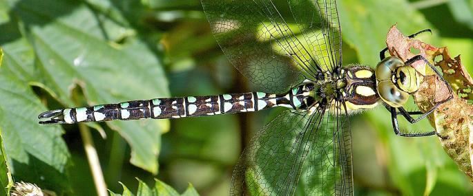 Southern hawker The Wildlife Trusts