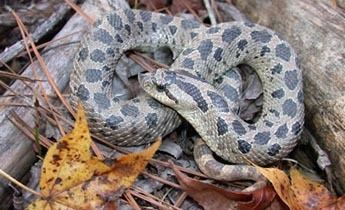 Southern hognose snake Species Profile Southern Hognose Snake Heterodon simus SREL
