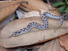 Southern hognose snake Species Profile Southern Hognose Snake Heterodon simus SREL