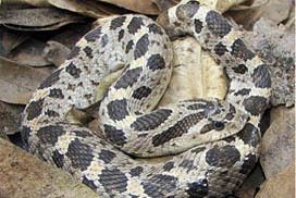 Southern hognose snake Southern Hognose Snake