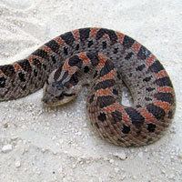 Southern hognose snake wwwreptilesncritterscomimagesregularsouthern