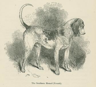 Southern Hound Vintage Dog Print Southern Hound Antique Wood Engraving