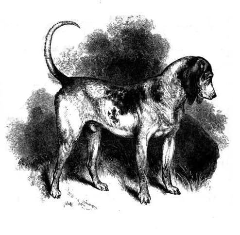 Southern Hound httpsuploadwikimediaorgwikipediacommons00