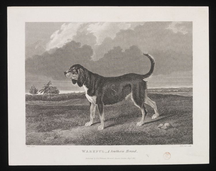 Southern Hound WAREFUL A Southern Hound Willis VampA Search the Collections