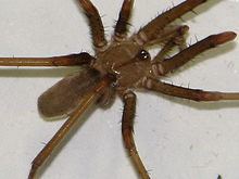Southern house spider httpsuploadwikimediaorgwikipediacommonsthu