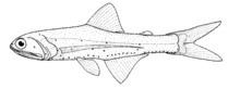 Southern lanternfish httpsuploadwikimediaorgwikipediacommonsthu