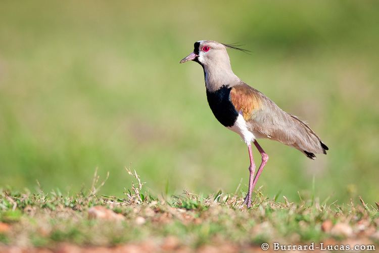 Southern lapwing Southern Lapwing BurrardLucas Photography