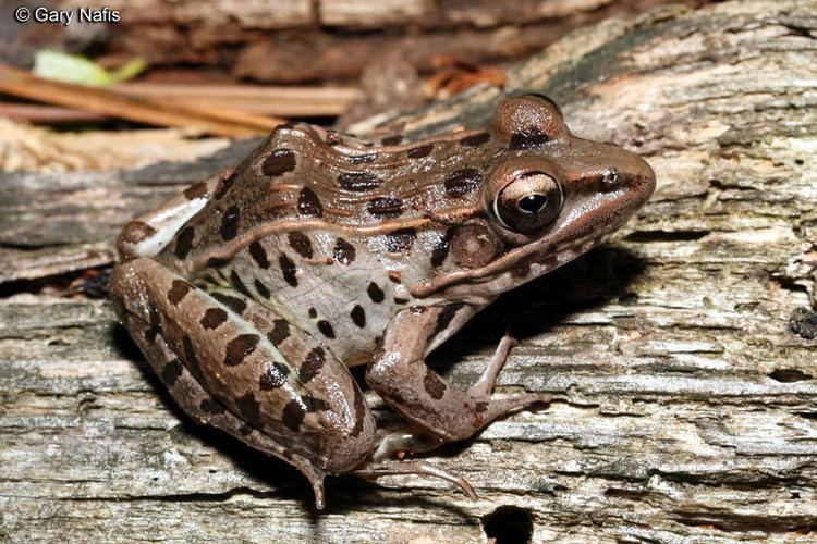 Southern leopard frog Lithobates sphenocephalus Southern Leopard Frog