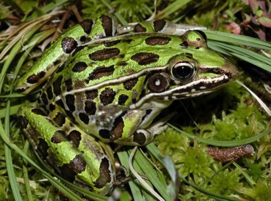 Southern leopard frog Southern Leopard Frog Amphbians Pinelands Preservation Alliance