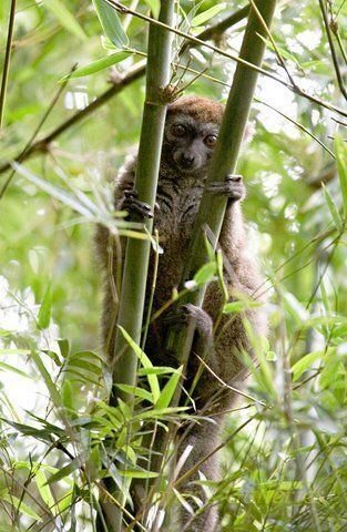 Southern lesser bamboo lemur wwwfototimecomphotosst2A36576CD8E842068F82A77