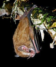 Southern little yellow-eared bat httpsuploadwikimediaorgwikipediacommonsthu