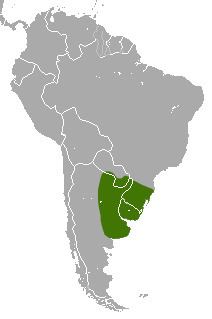 Southern long-nosed armadillo httpsuploadwikimediaorgwikipediacommonsff