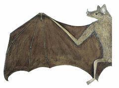 Southern long-nosed bat wikievaorgveimagesthumbLeptonycteriscurasoae