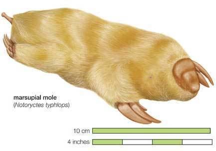 Southern marsupial mole Marsupial Mole Creamy Underground Fur Pellet with Claws Animal