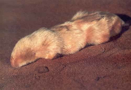 Southern marsupial mole Marsupial mole