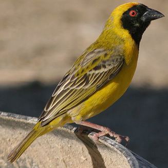 Southern masked weaver velatus Southern maskedweaver