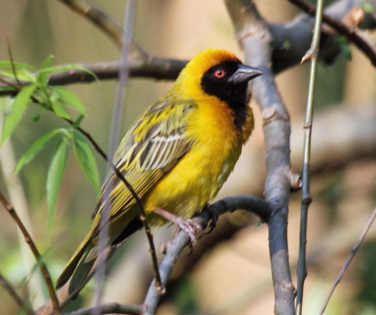 Southern masked weaver Southern MaskedWeaver