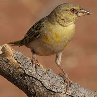 Southern masked weaver velatus Southern maskedweaver