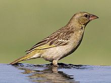 Southern masked weaver httpsuploadwikimediaorgwikipediacommonsthu