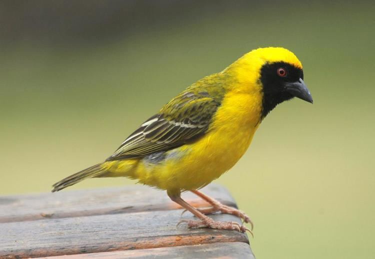 Southern masked weaver - Alchetron, The Free Social Encyclopedia