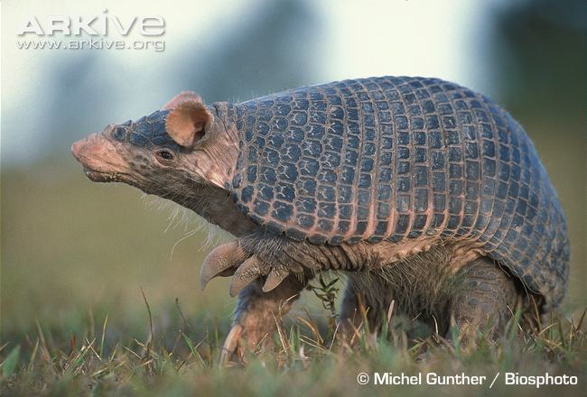 Southern naked-tailed armadillo Southern nakedtailed armadillo photo Cabassous unicinctus