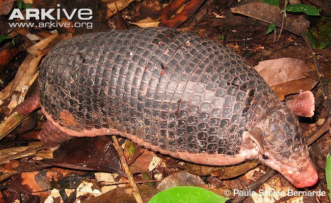 Southern naked-tailed armadillo Southern nakedtailed armadillo photo Cabassous unicinctus