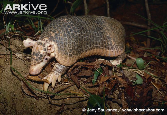 Southern naked-tailed armadillo Southern nakedtailed armadillo videos photos and facts Cabassous