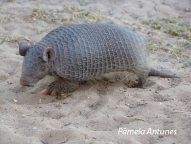 Southern naked-tailed armadillo Anteater Sloth amp Armadillo Specialist Group